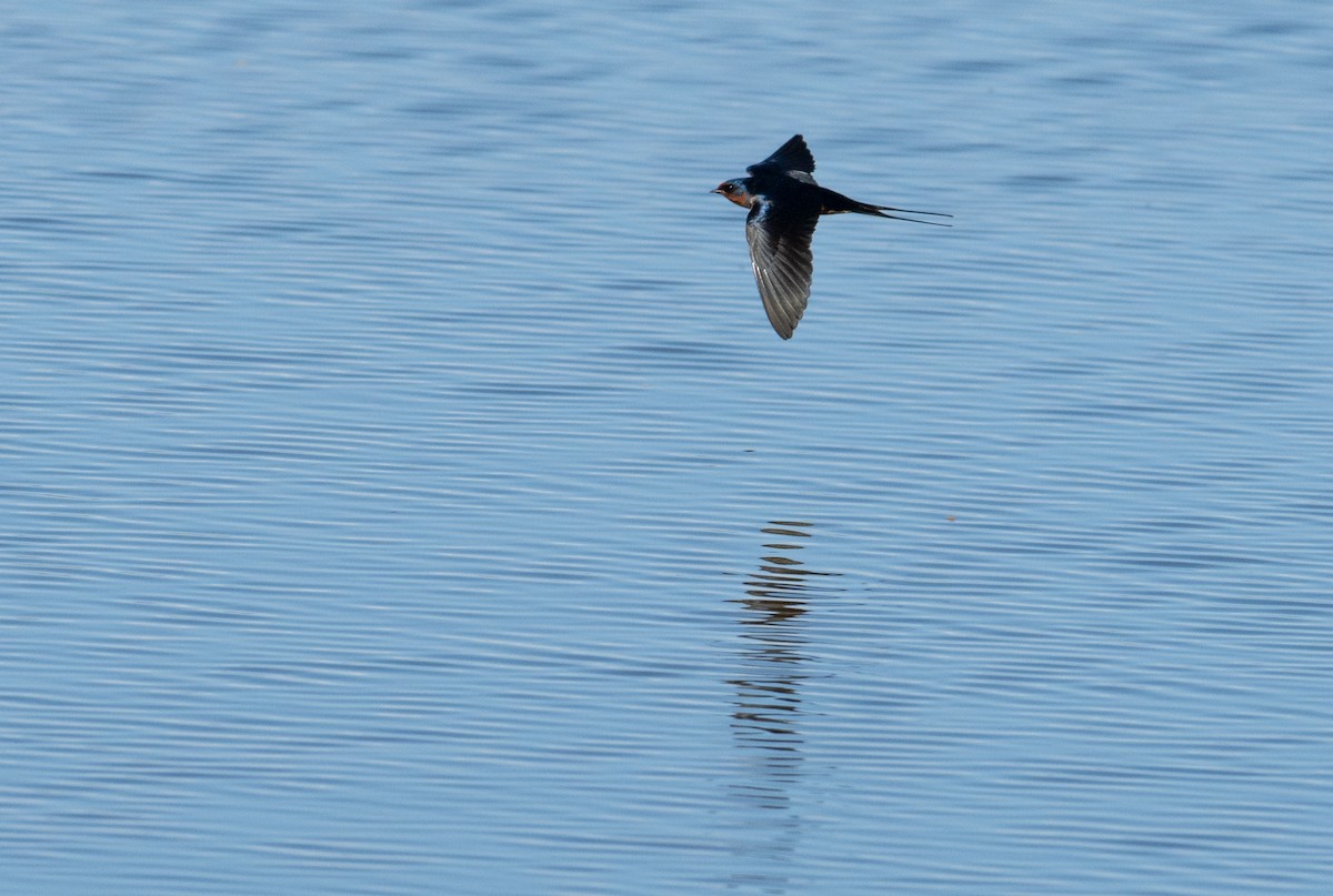 Barn Swallow - Laurence Green