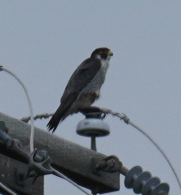 Peregrine Falcon - Gary Fogerite