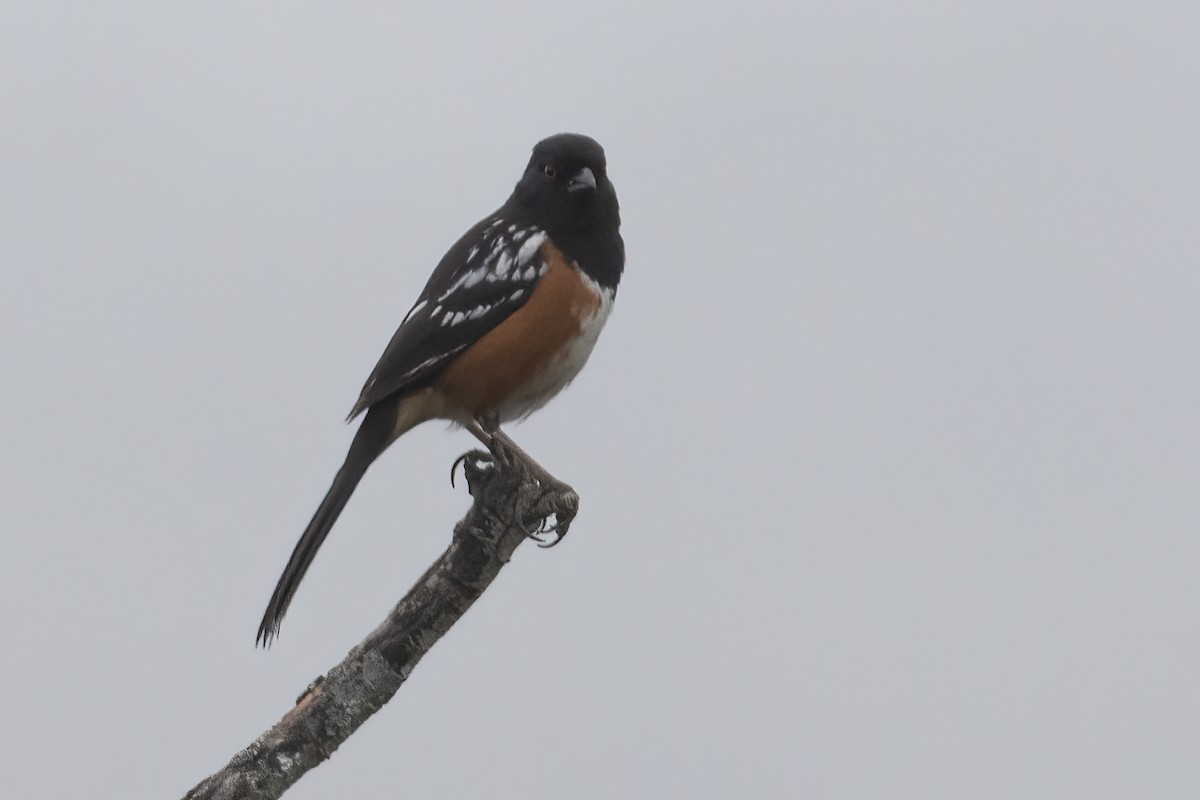 Spotted Towhee - Ted Keyel