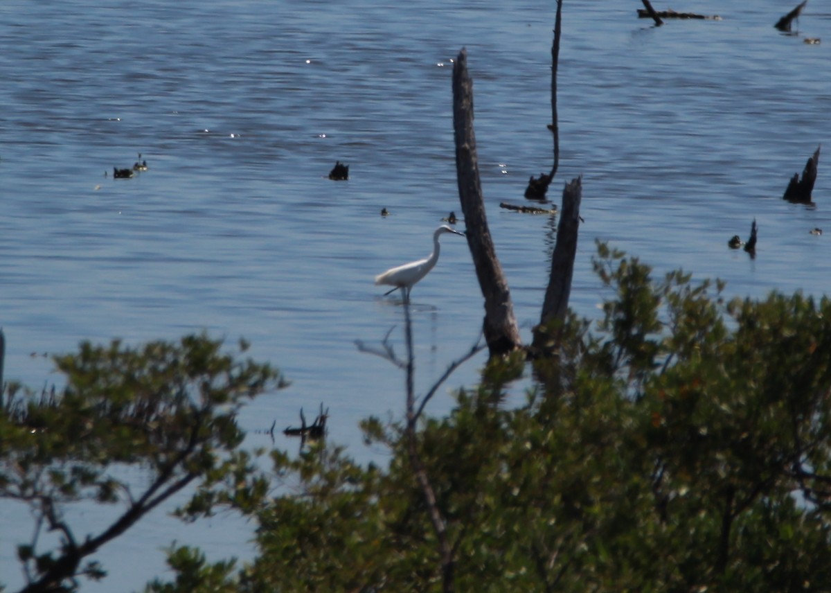 Reddish Egret - ML619195449