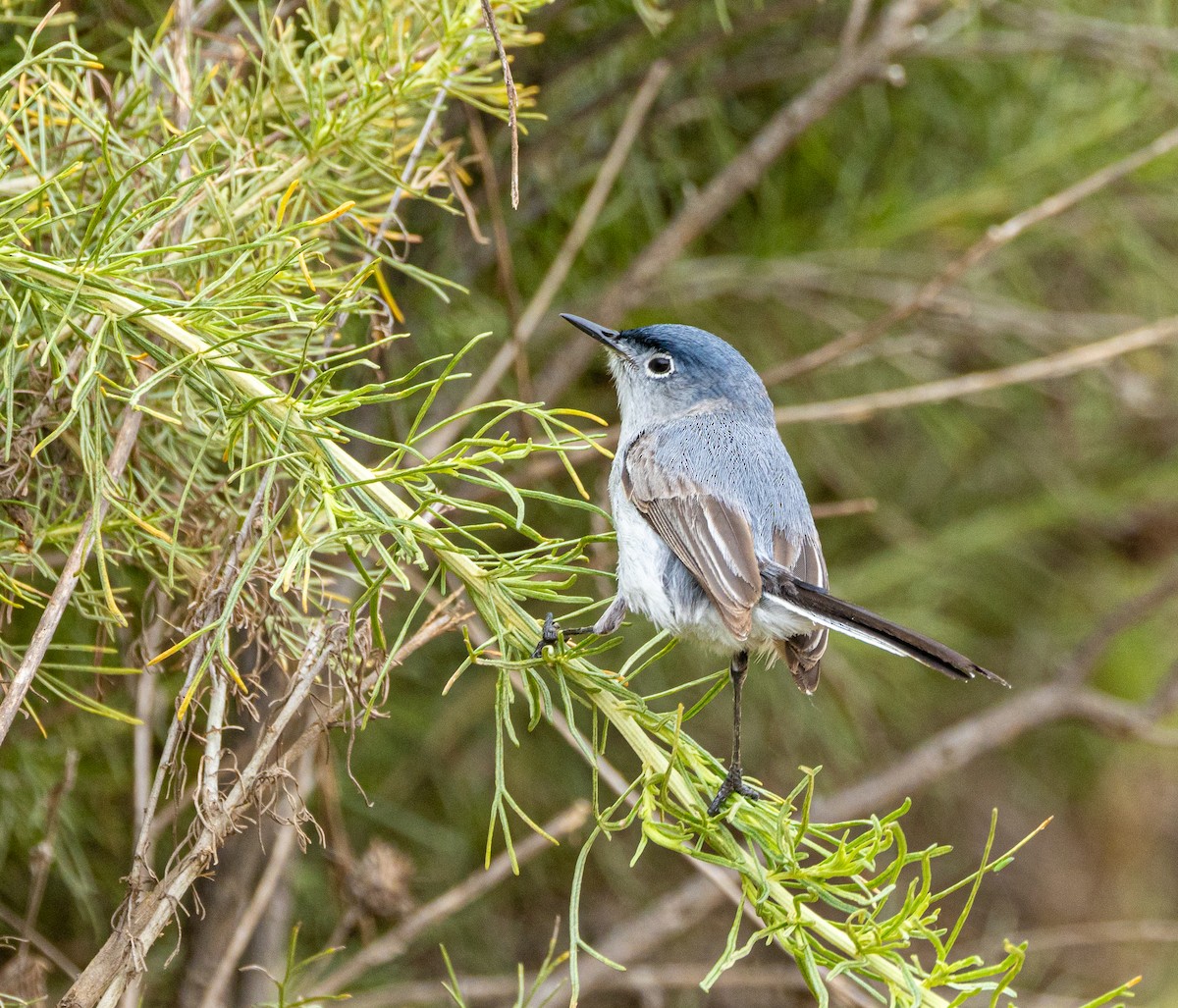 Blue-gray Gnatcatcher - Ben  Valdez