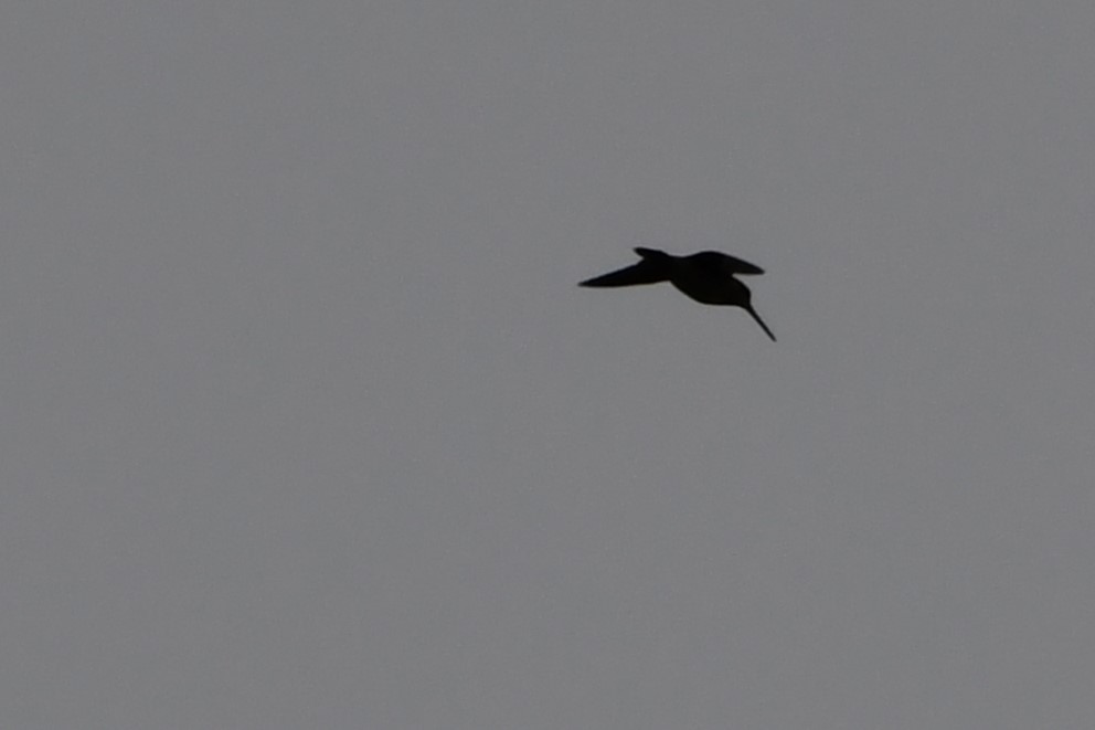 Wilson's Snipe - Douglas Tate