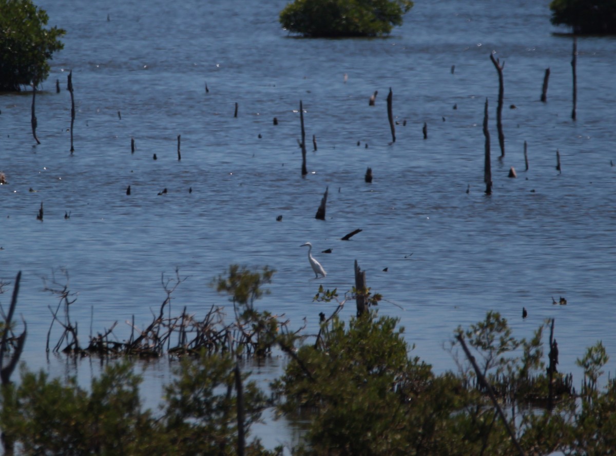 Reddish Egret - ML619195478