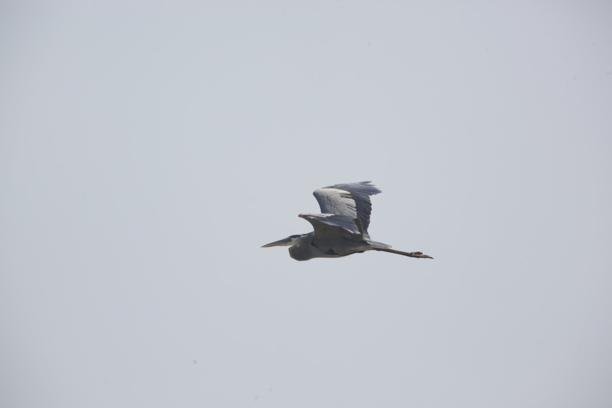 Great Blue Heron - Paul Miller