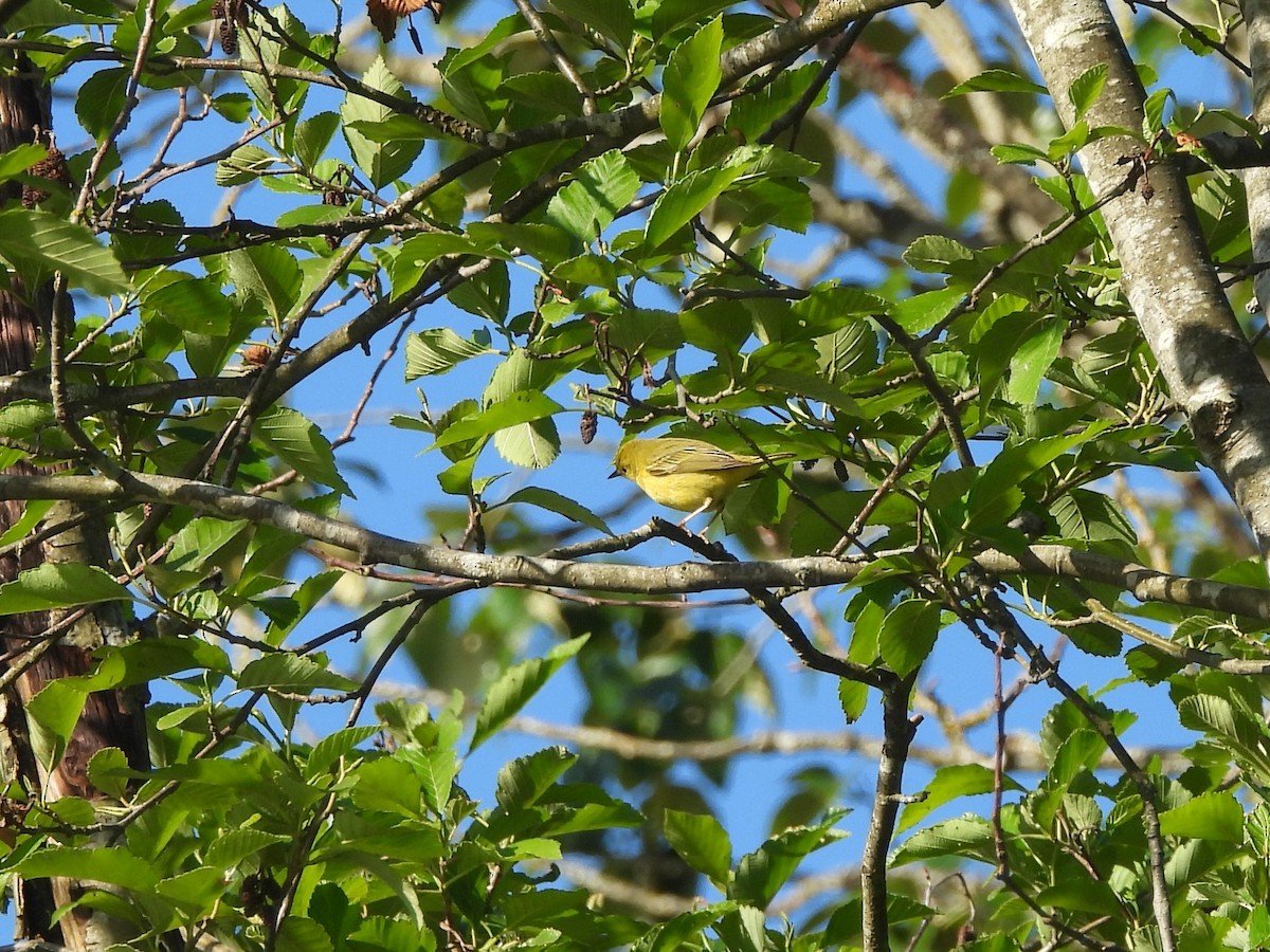 Orange-crowned Warbler - Mark Stevens