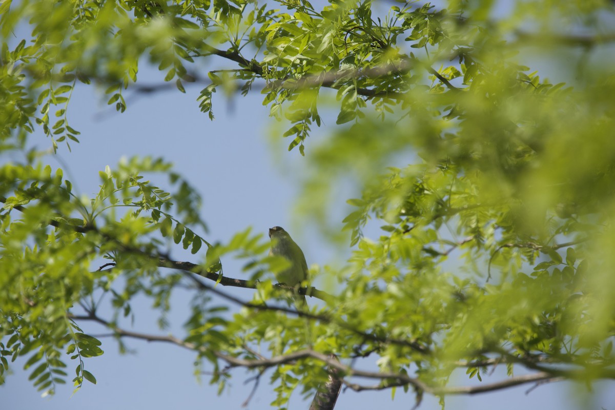 Willow Flycatcher - Paul Miller