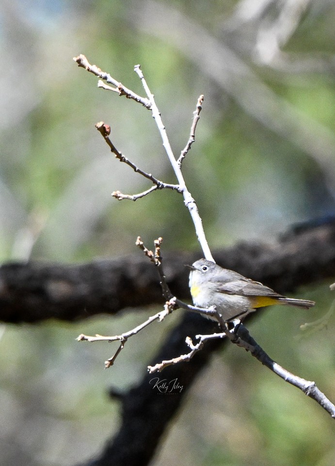 Virginia's Warbler - Kelly Isley