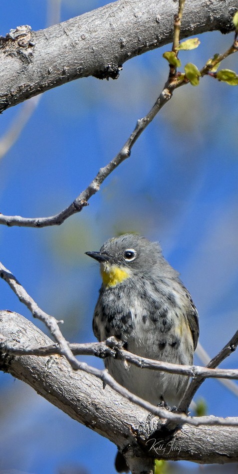 Yellow-rumped Warbler (Audubon's) - Kelly Isley