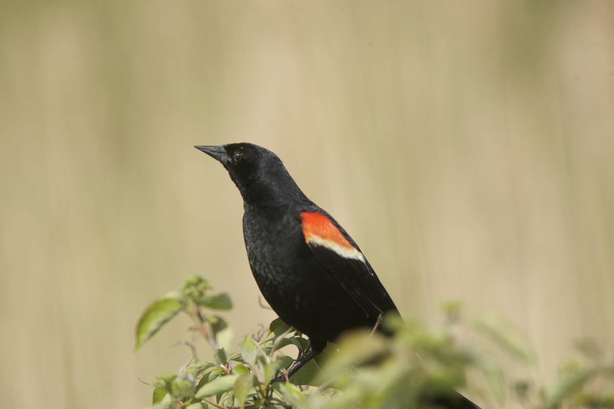 Red-winged Blackbird - Paul Miller
