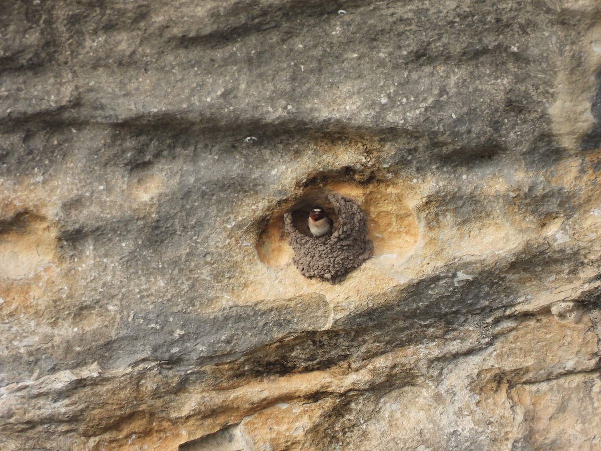 Cliff Swallow (pyrrhonota Group) - Nathan Wahler