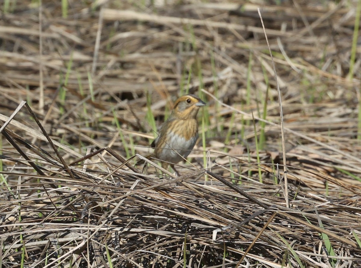 Nelson's Sparrow - Zekiel Cornell