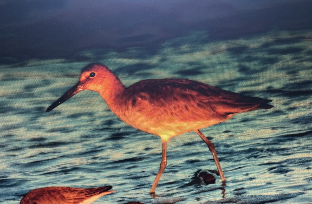 Willet (Western) - ML619195572