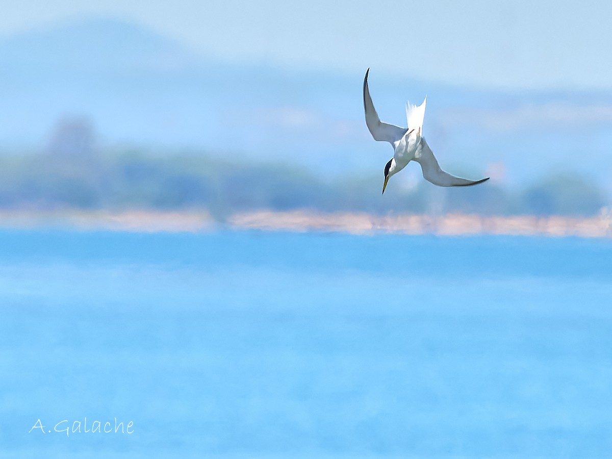 Little Tern - A. Galache