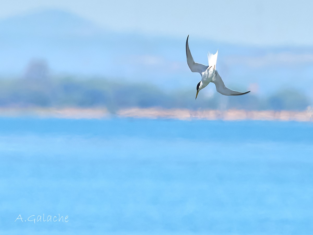 Little Tern - ML619195573