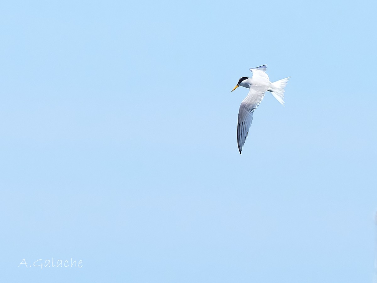 Little Tern - A. Galache