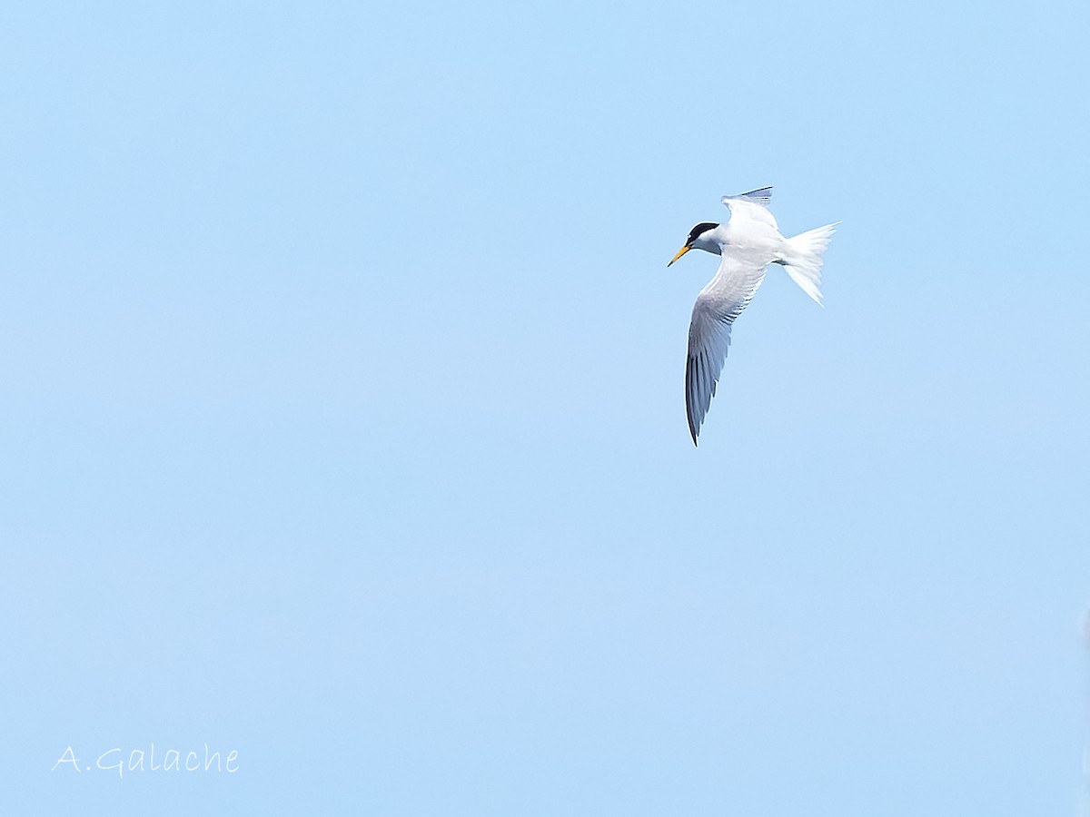 Little Tern - ML619195574