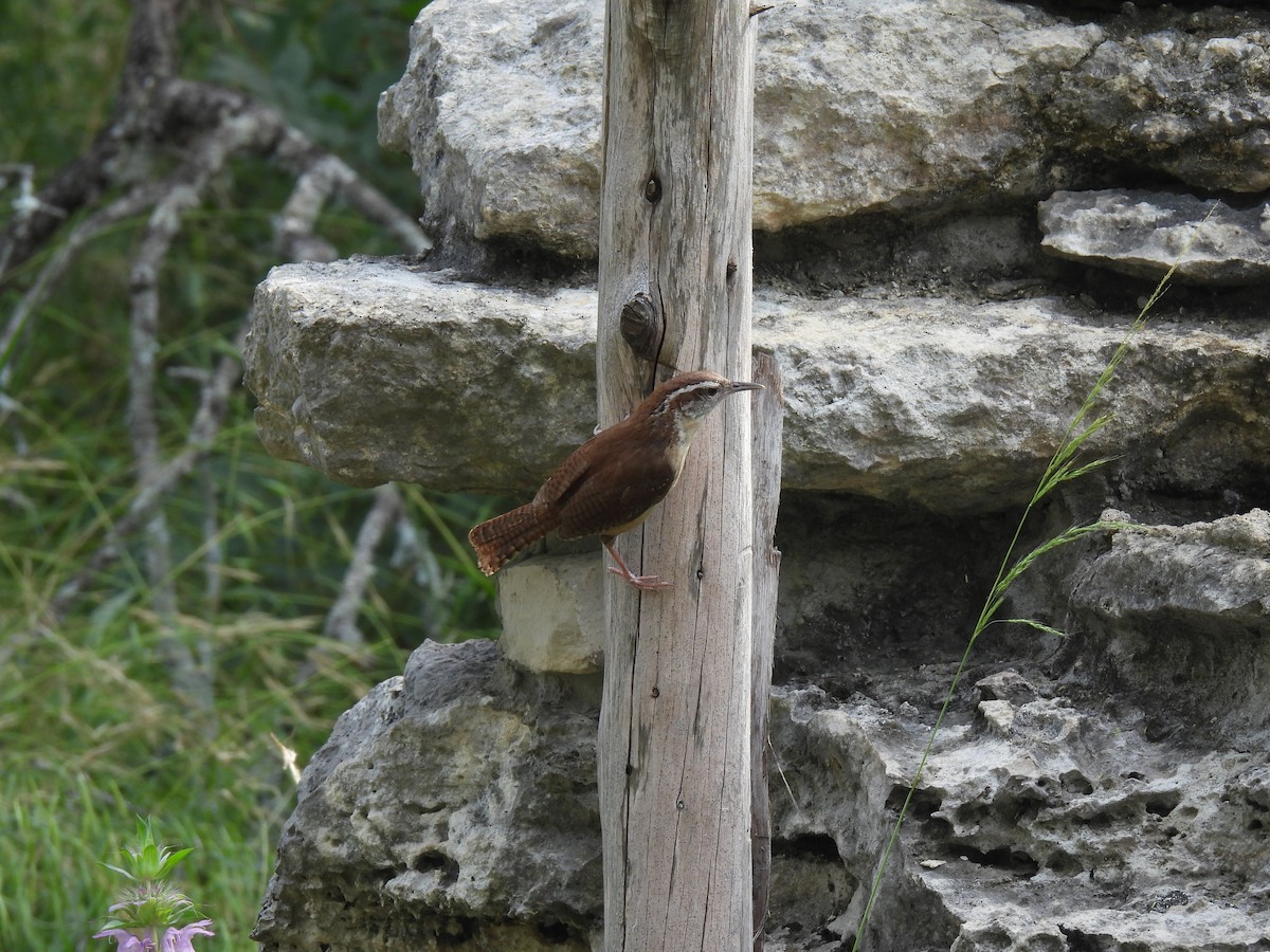 Carolina Wren - Nathan Wahler