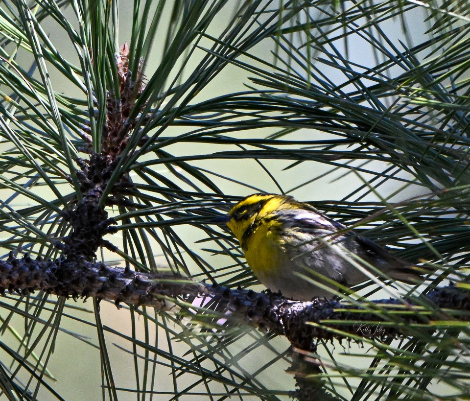 Townsend's Warbler - Kelly Isley