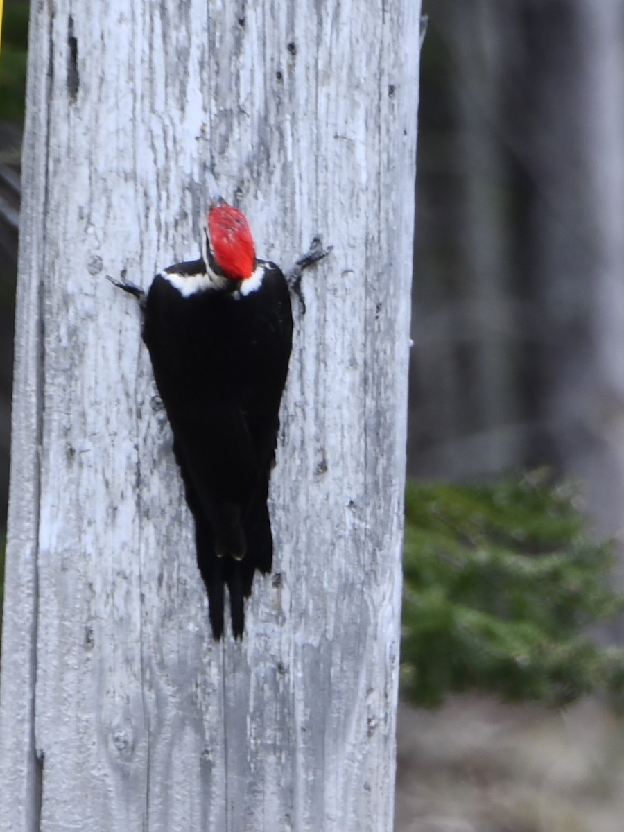 Pileated Woodpecker - Douglas Tate