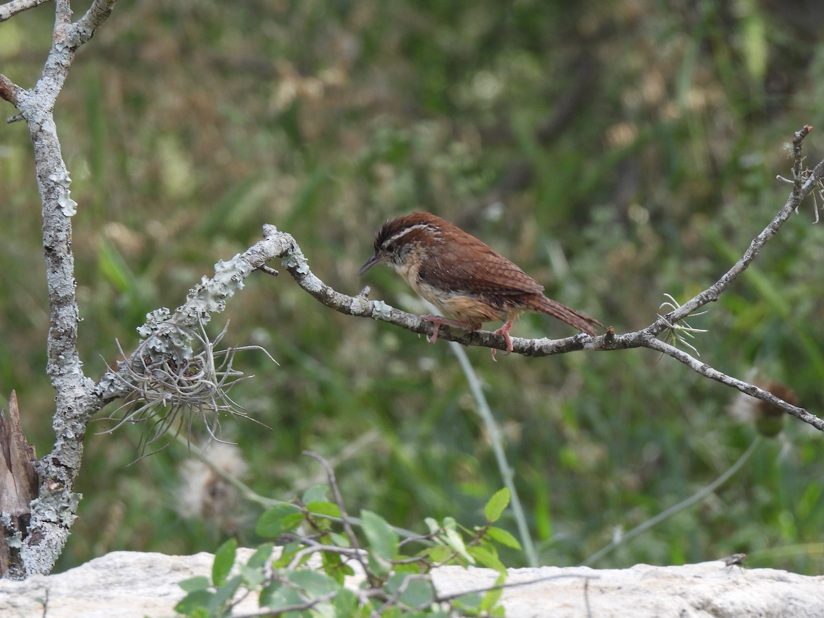 Carolina Wren - Nathan Wahler