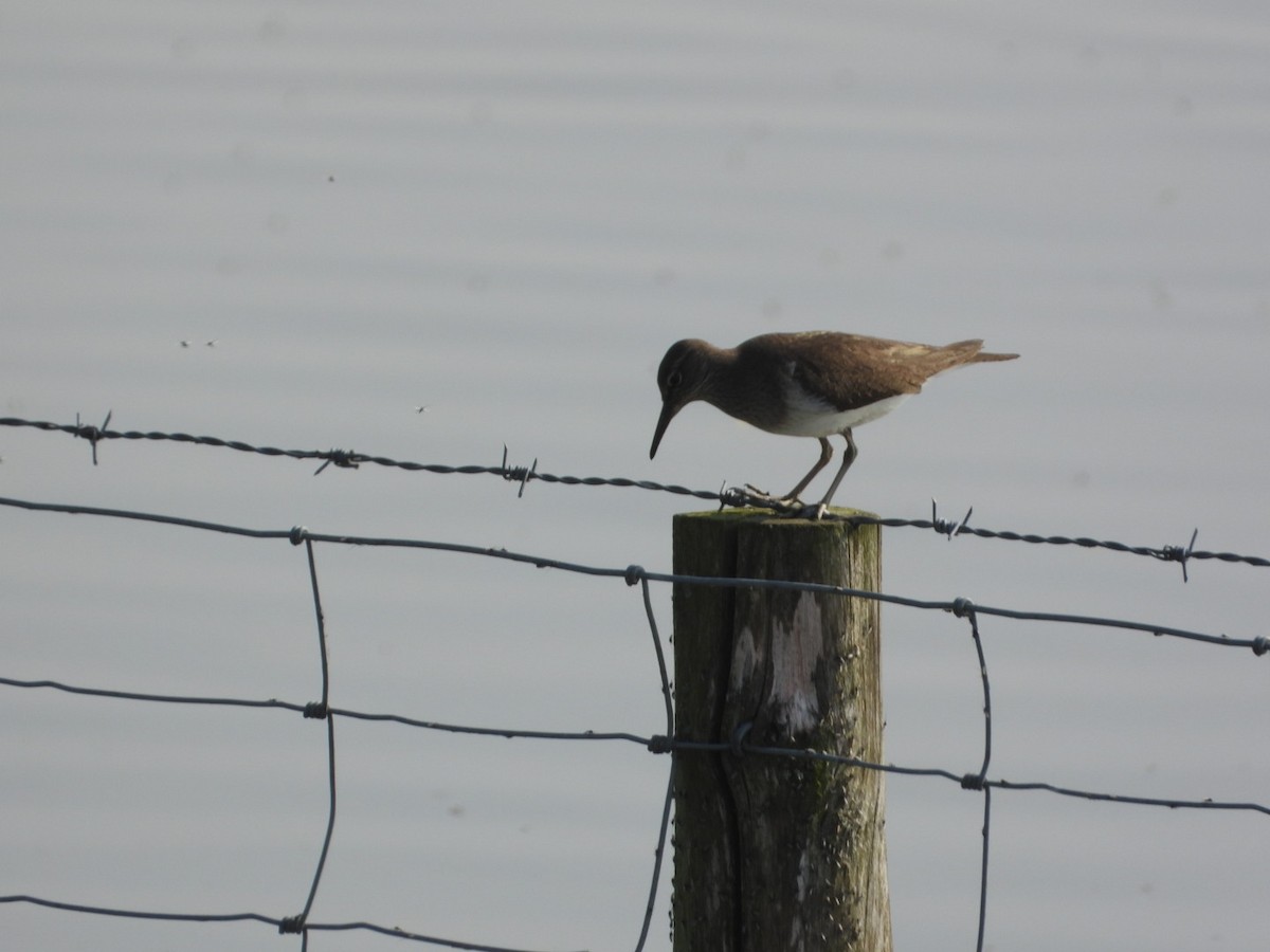 Common Sandpiper - AC Verbeek