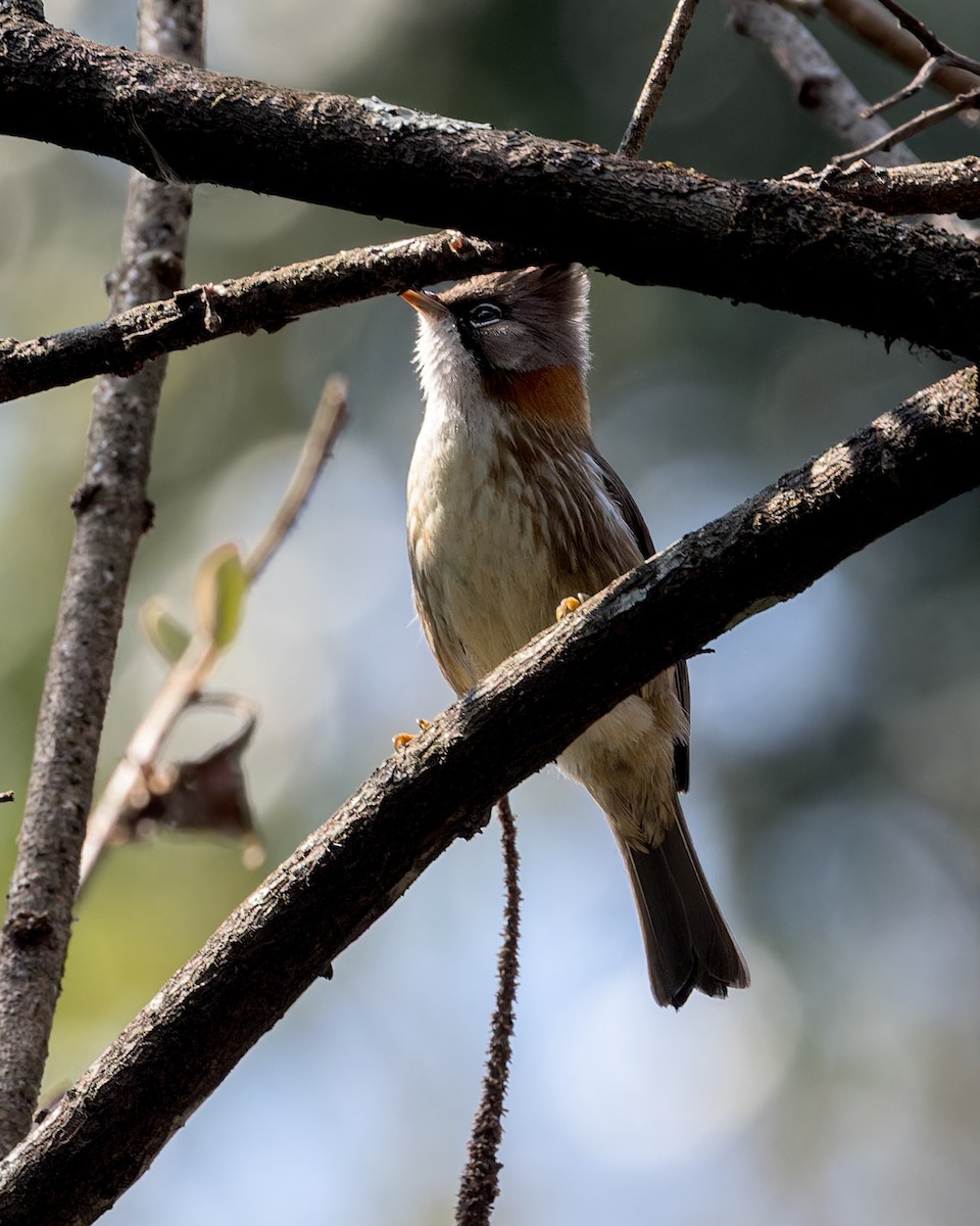 Whiskered Yuhina - Ma Yan Bryant