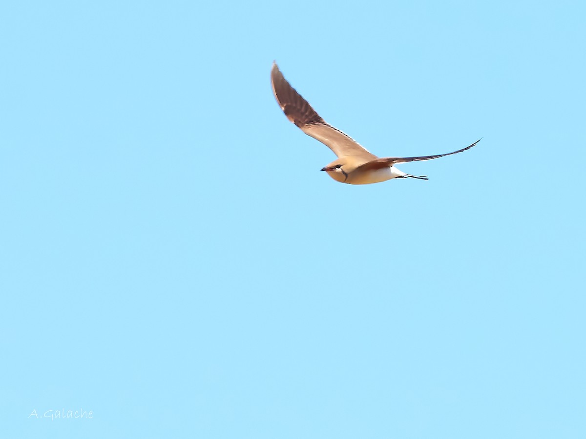 Collared Pratincole - A. Galache