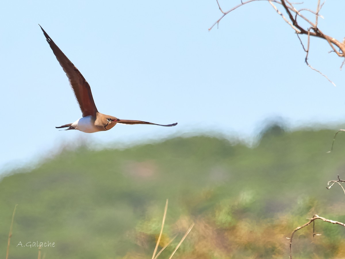 Collared Pratincole - A. Galache