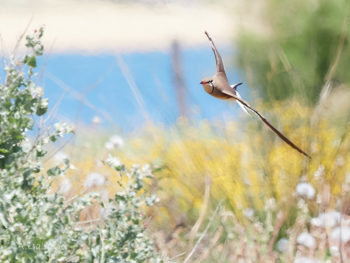 Collared Pratincole - A. Galache