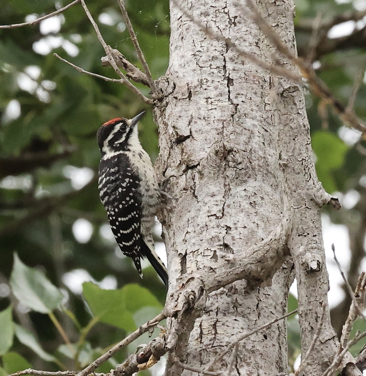 Nuttall's Woodpecker - Millie and Peter Thomas