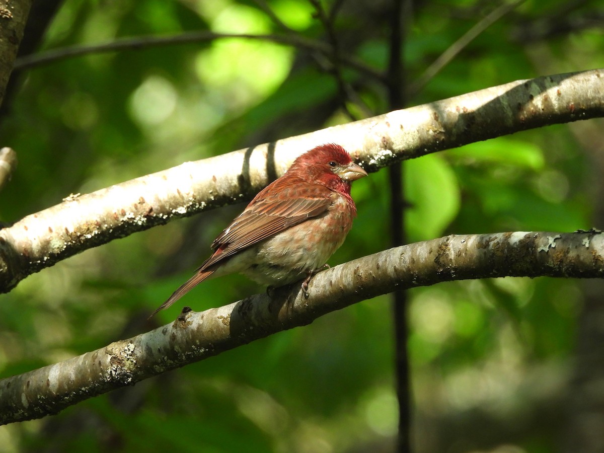 Purple Finch - Mark Stevens