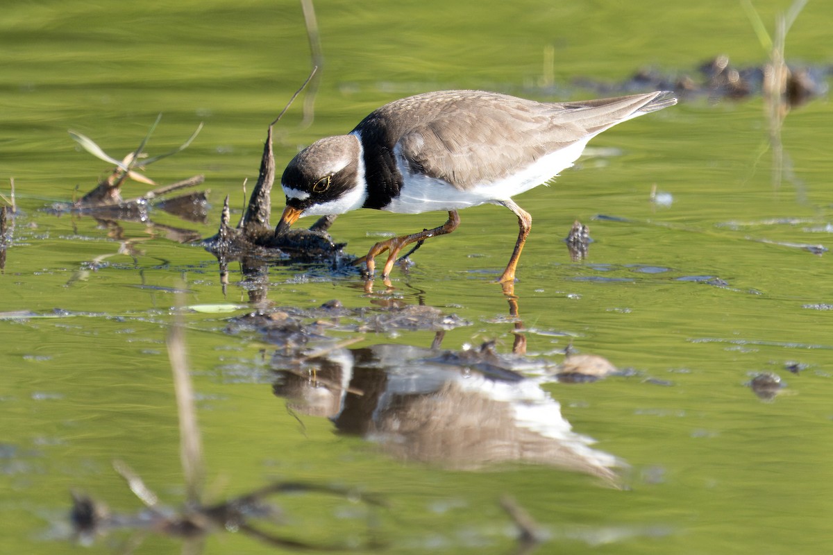 Semipalmated Plover - ML619195640