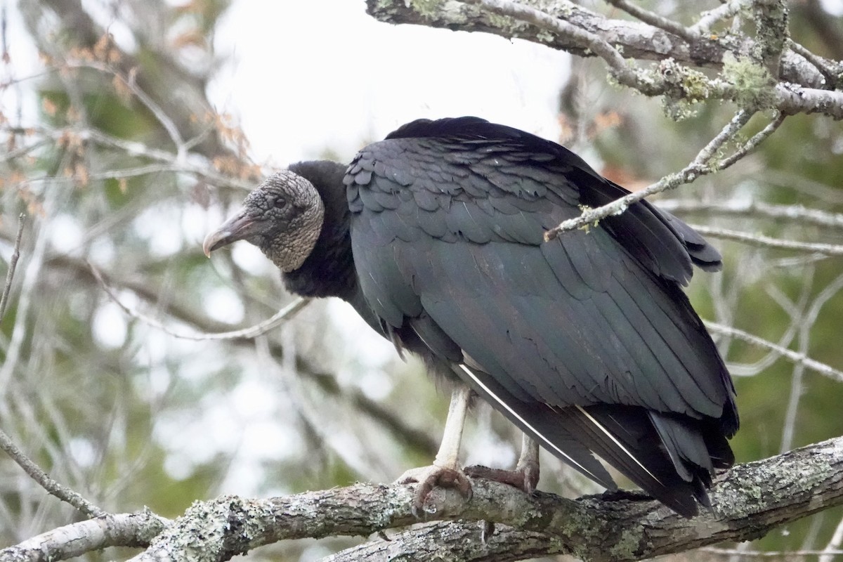 Black Vulture - ML619195641