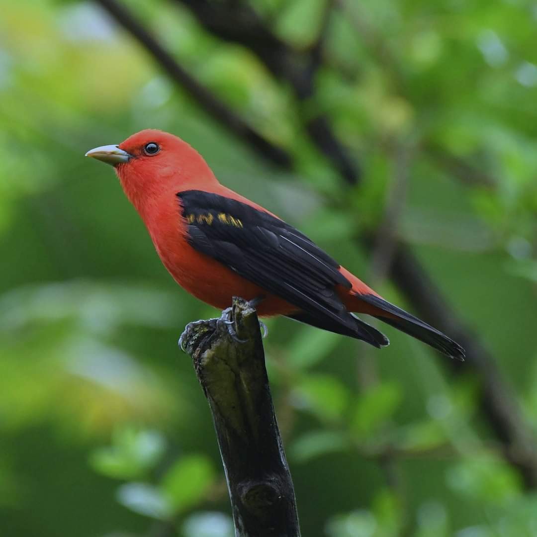 Scarlet Tanager - ML619195642