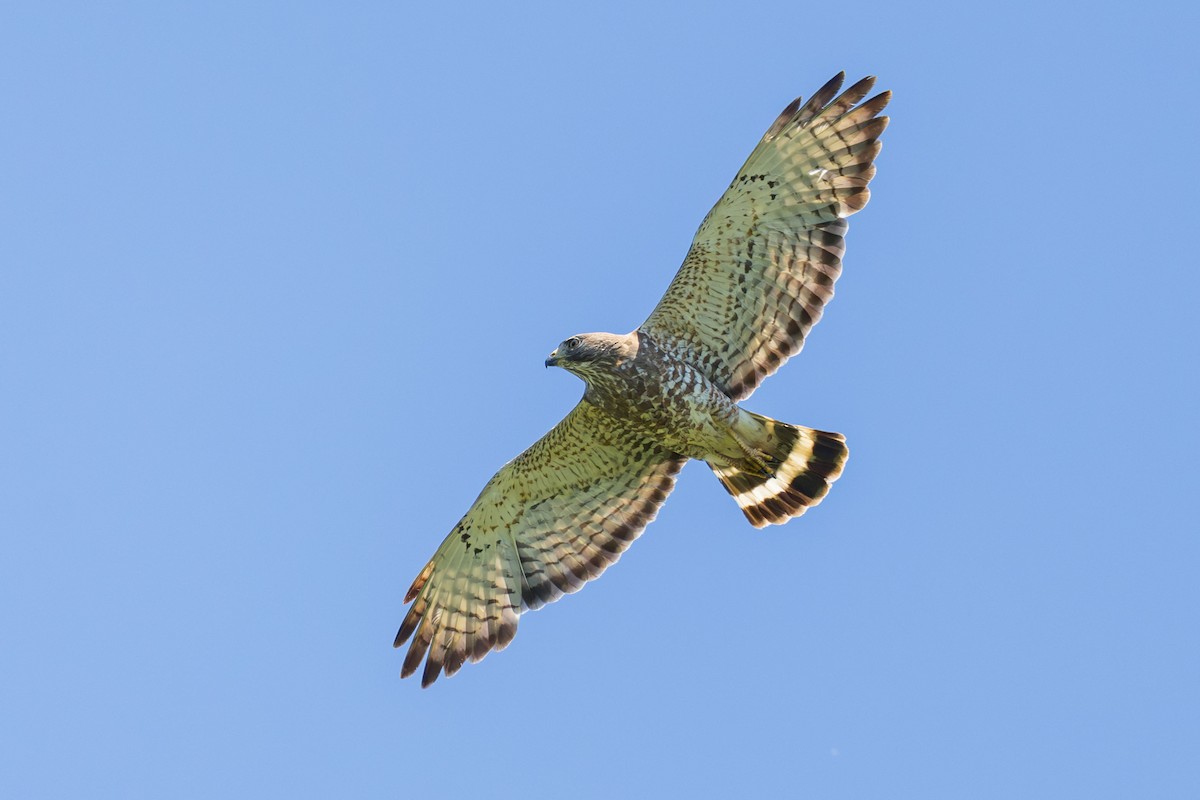 Broad-winged Hawk - Elliott Ress