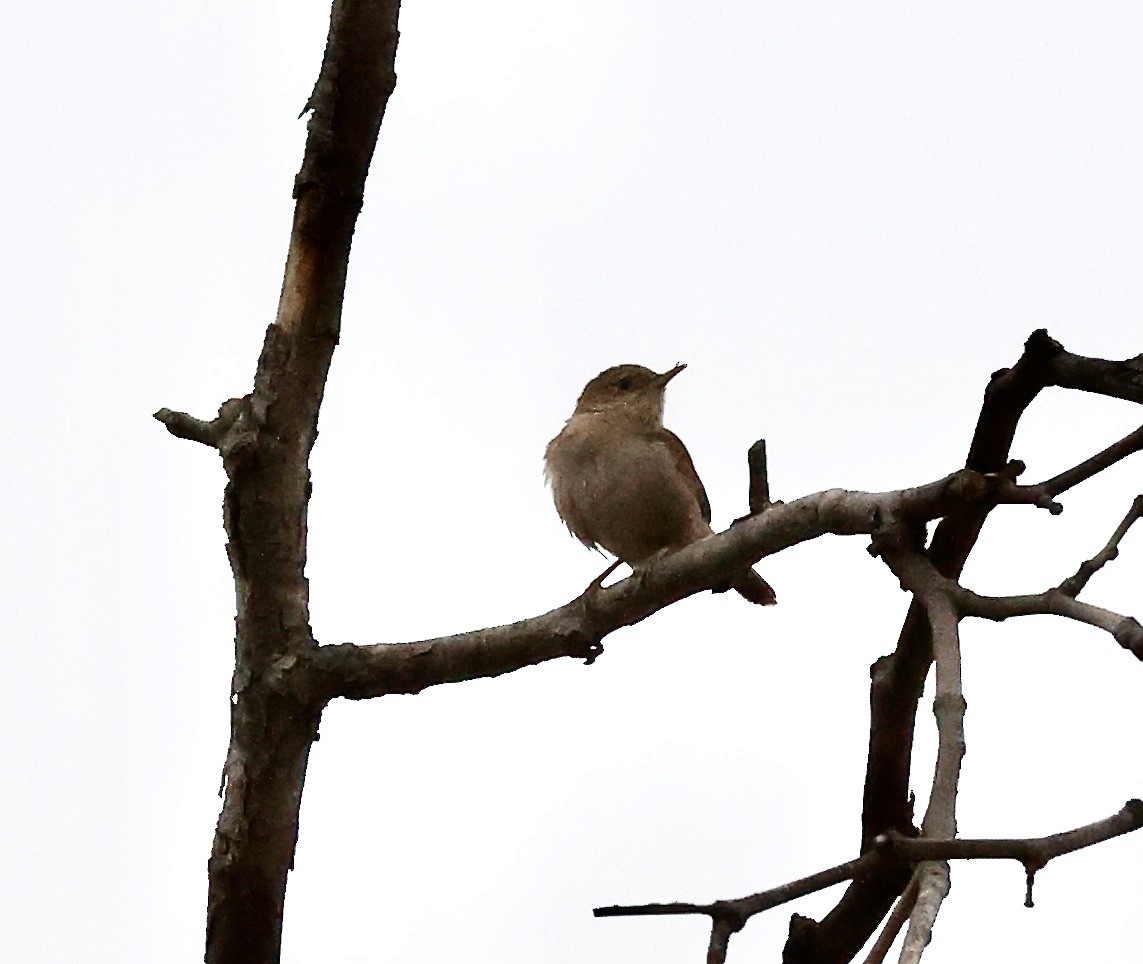 House Wren - Millie and Peter Thomas