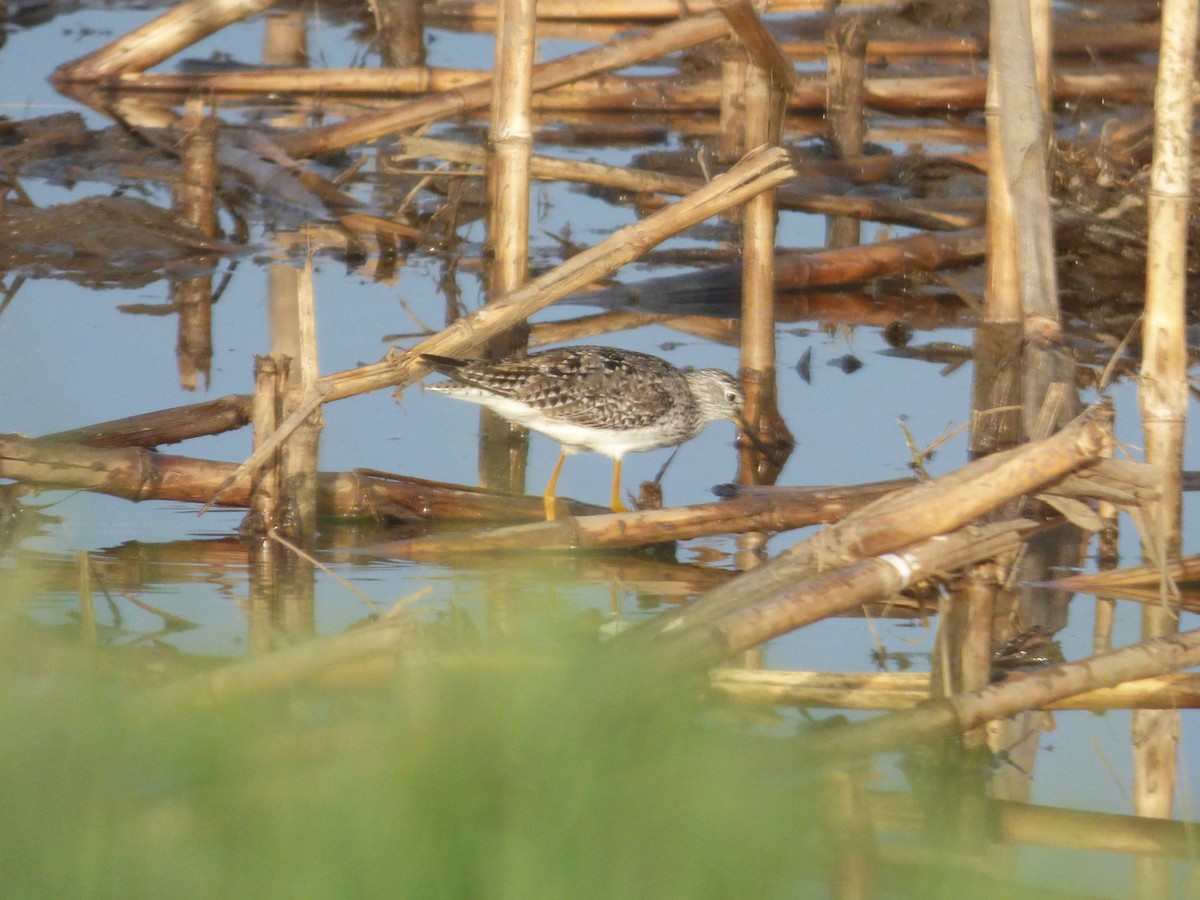 Lesser Yellowlegs - Liz Moy