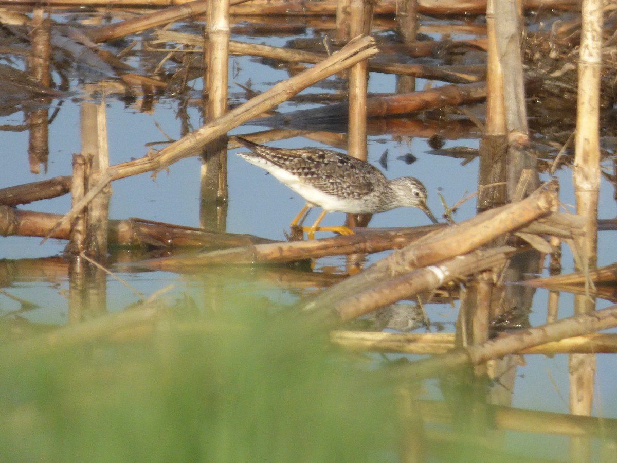 Lesser Yellowlegs - Liz Moy