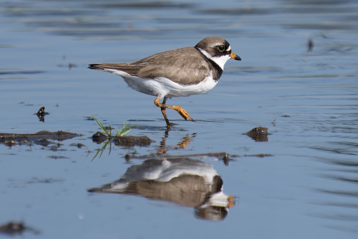 Semipalmated Plover - ML619195652