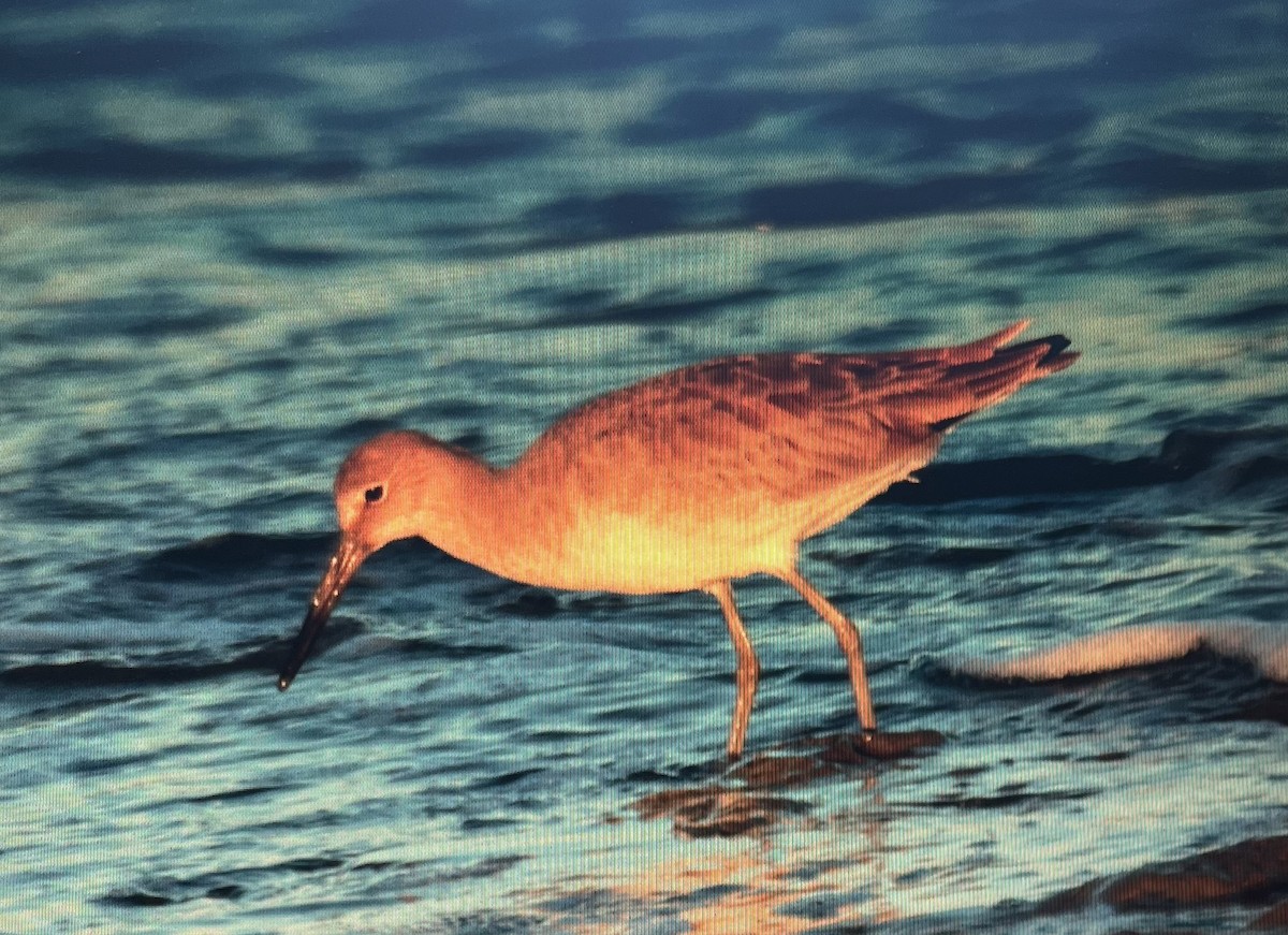 Chevalier semipalmé (inornata) - ML619195654