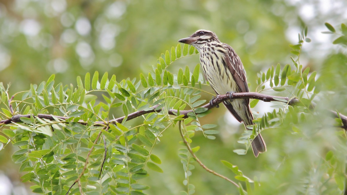 Streaked Flycatcher - Adrián Braidotti