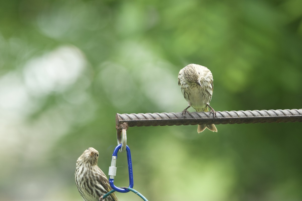 Pine Siskin - ML619195667