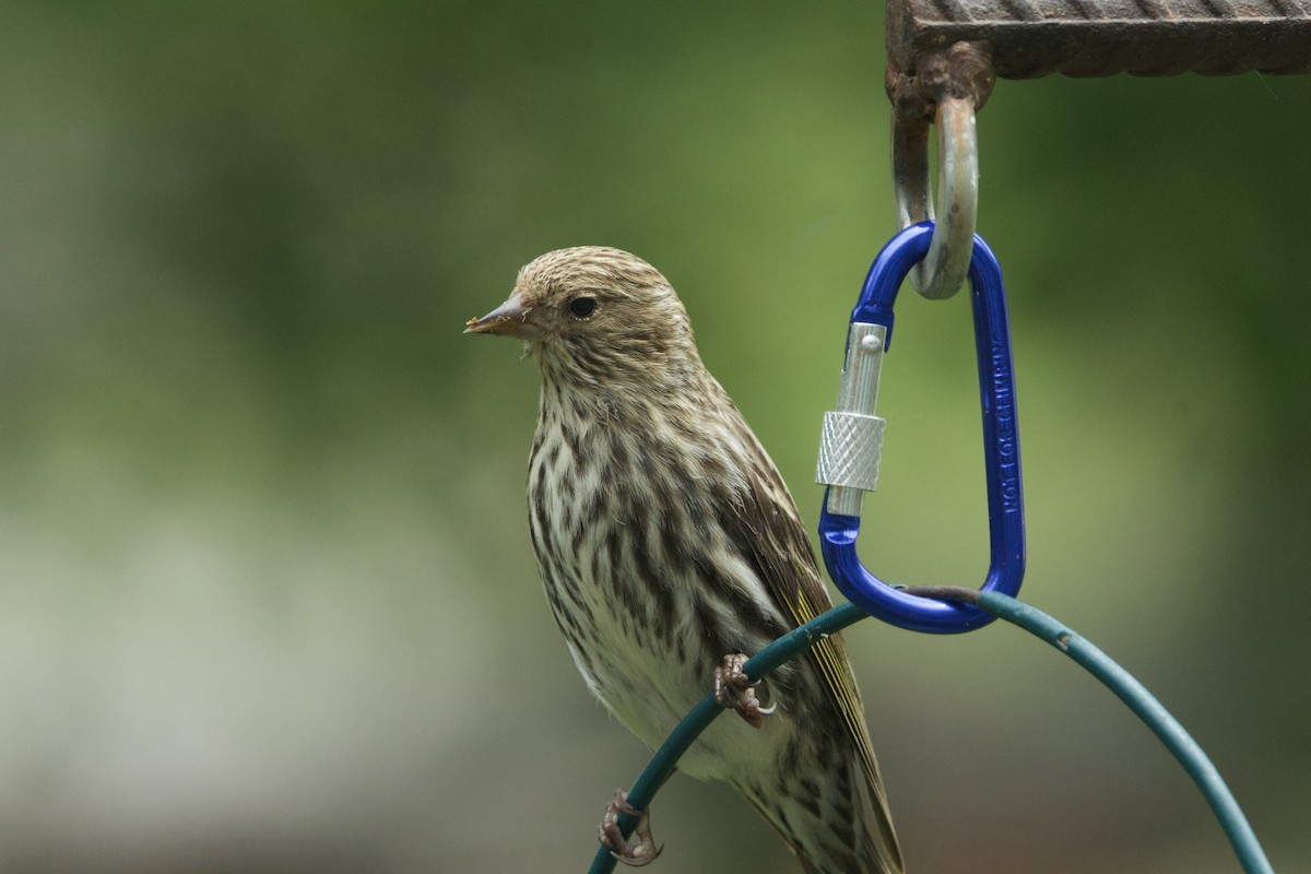 Pine Siskin - ML619195668