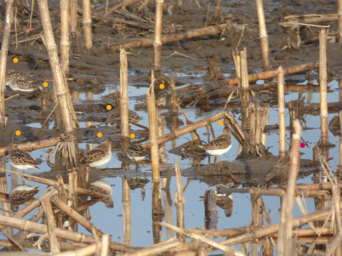 Least Sandpiper - Liz Moy