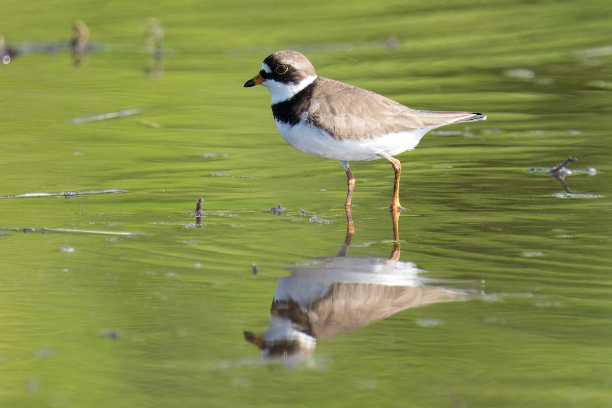 Semipalmated Plover - ML619195674