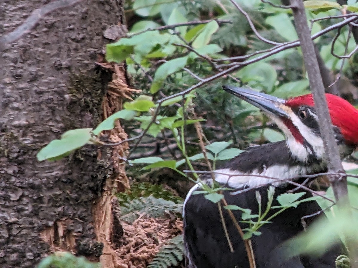 Pileated Woodpecker - jean bernier