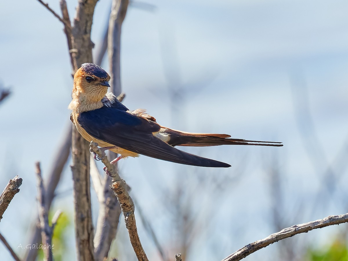 Red-rumped Swallow - A. Galache