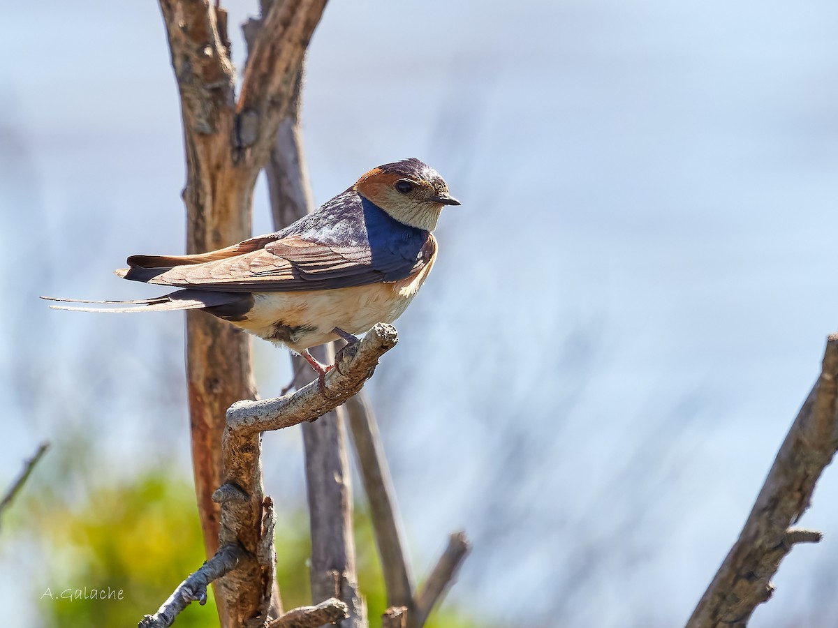 Red-rumped Swallow - A. Galache