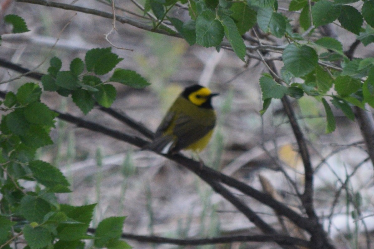 Hooded Warbler - ML619195690