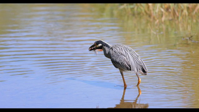 Yellow-crowned Night Heron - ML619195691